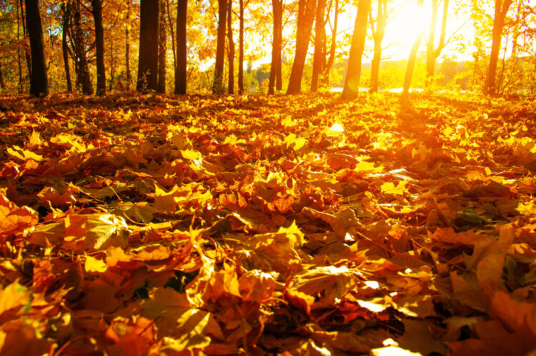 5 Should Have Gadgets For The Best Yard Fall Clear Up