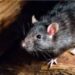 Rat-infested house rents for Rs 3 lakh on this metropolis, here is why