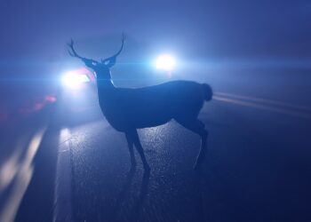 4 highschool college students invented a tool that stops roadkill