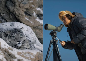 ‘Snow Leopard Sisters’ Speak Disappearance Of Animals In Clip Of Movie