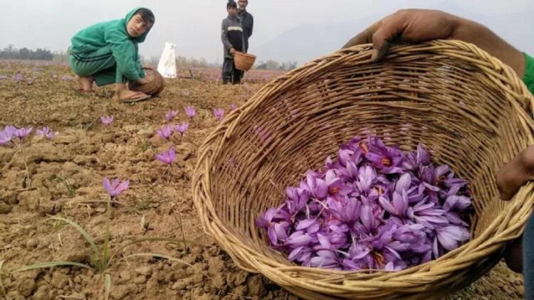 ‘1 kg of Saffron = 50 grams of Gold’: Pahalgam fallout triggers report surge worth in India