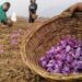 ‘1 kg of Saffron = 50 grams of Gold’: Pahalgam fallout triggers report surge worth in India