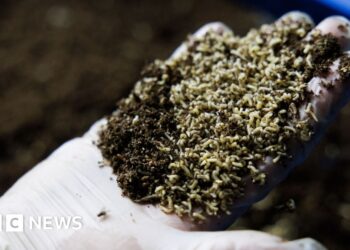 Ought to we be letting flies eat our meals waste?