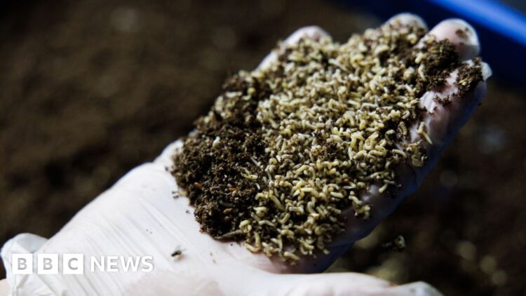 Ought to we be letting flies eat our meals waste?