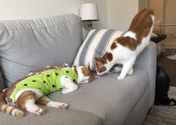 Hovering prices are forcing some Canadians to restrict vet visits and even hand over their pets