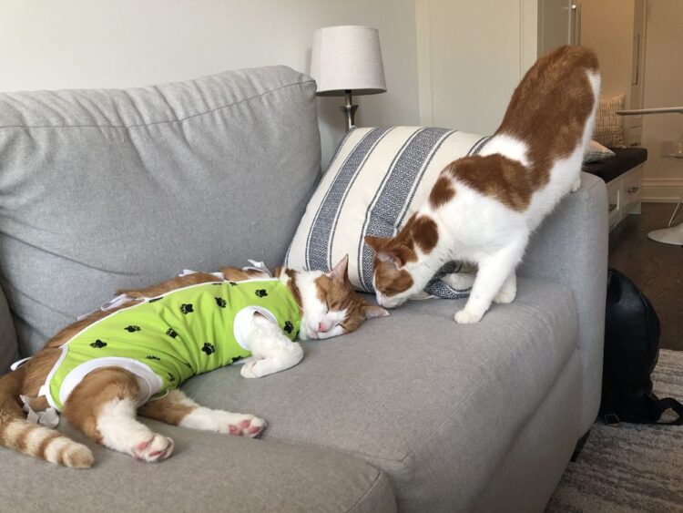 Hovering prices are forcing some Canadians to restrict vet visits and even hand over their pets