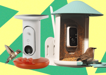 Finest Chook Feeders With Cameras, Examined and Reviewed (2025)