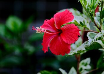 The Value To Show Your Ethnicity And Heritage: Hawaiian Version